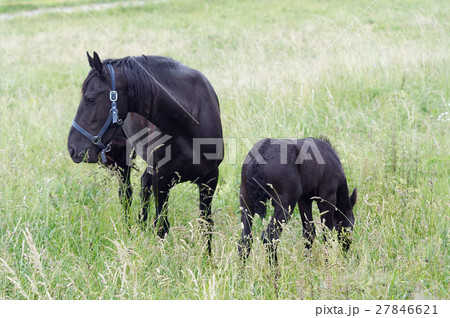 Mare with black colt on meadow 27846621