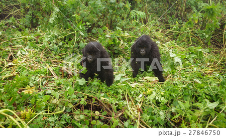 Two young gorillas playing in the forest Two young gorillas playing in the forest 27846750