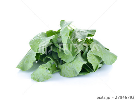 chinese broccoli  on white background 27846792