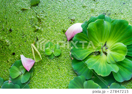 Pistia stratiotes Linn.water plant on water basin Pistia stratiotes Linn.water plant on water basin 27847215
