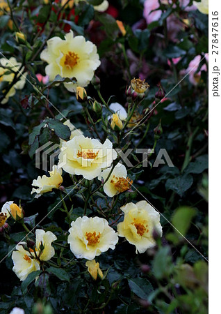 パンプルネリ 27847616