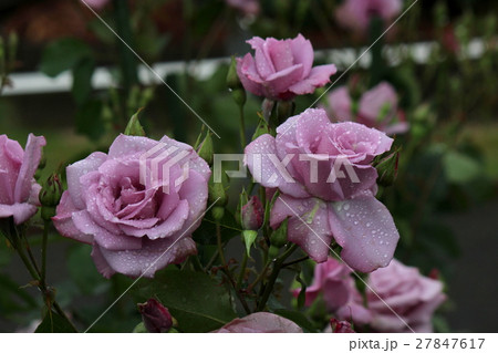 マダムビオレ 27847617