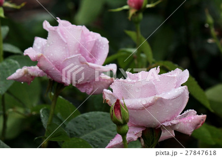 マダムビオレ 27847618