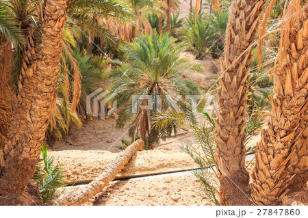 Mountain oasis Chebika Mountain oasis Chebika 27847860