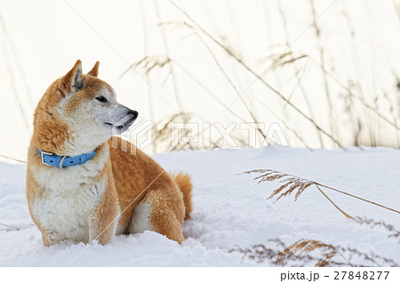 雪と柴犬の写真素材