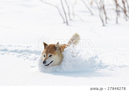 雪と柴犬の写真素材