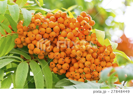 Rowanberry branch in summer day Rowanberry branch in summer day 27848449