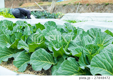 キャベツ　野菜　きゃべつ　農家　農業　TPP　葉物野菜　 27848472