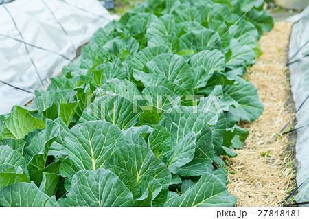 キャベツ 野菜 きゃべつ 農家 農業 TPP 葉物野菜  キャベツ 野菜 きゃべつ 農家 農業 TPP 葉物野菜  27848481