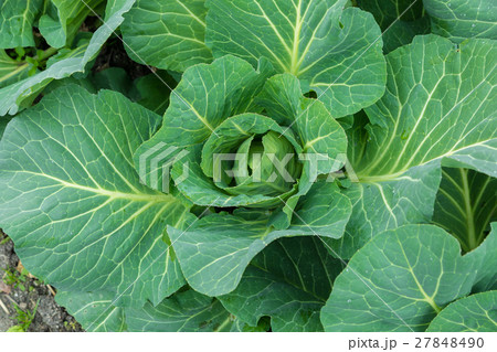 キャベツ　野菜　きゃべつ　農家　農業　TPP　葉物野菜　 27848490