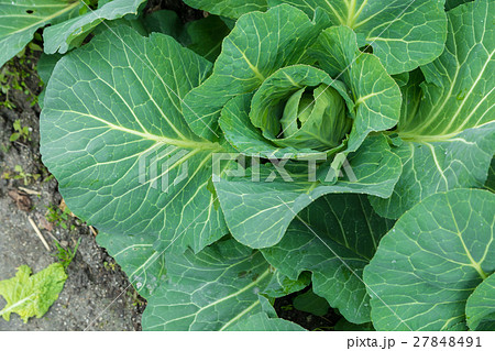 キャベツ　野菜　きゃべつ　農家　農業　TPP　葉物野菜　 27848491