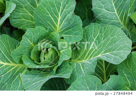 キャベツ　野菜　きゃべつ　農家　農業　TPP　葉物野菜　 27848494