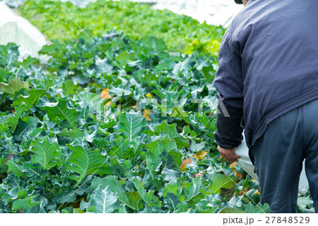ブロッコリー農家にて 野菜 冬 ベジタブル 葉 アブラナ科 ブロッコリー農家にて 野菜 冬 ベジタブル 葉 アブラナ科 27848529