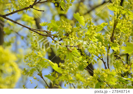 Green Leaves in Springtime 27848714