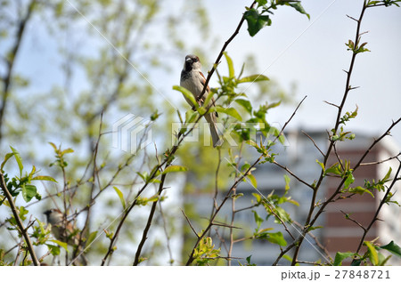 Sparrow on Branch - Symbol of Belgrade 27848721