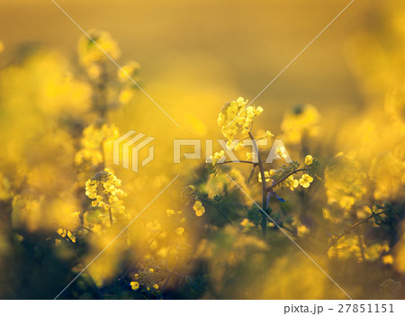 Canola flowers, colza. Rapeseed flowers Canola flowers, colza. Rapeseed flowers 27851151