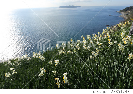 灘黒岩水仙郷 27851243