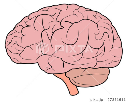 脳 27851611