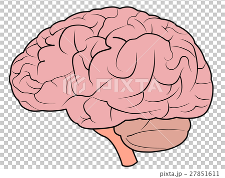 脳 27851611