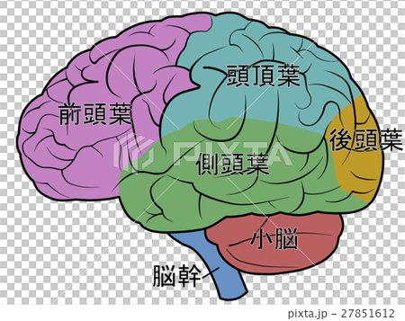 脳 脳 27851612