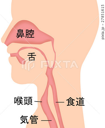 鼻 喉 断面図のイラスト素材