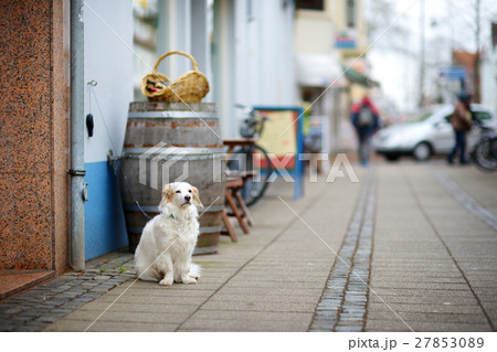 Dog on a leash tied to a store door  27853089
