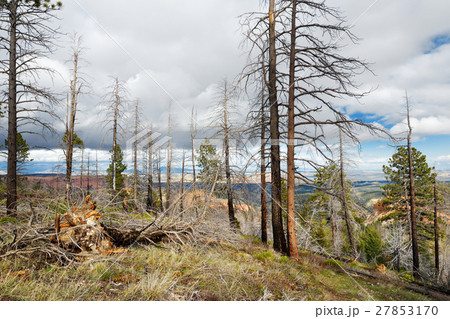 Spooky dead tree forest in Bryce Canyon  27853170