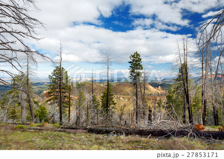 Spooky dead tree forest in Bryce Canyon  27853171
