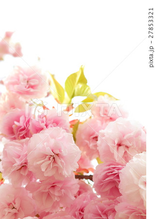 八重桜（花笠） 27853321