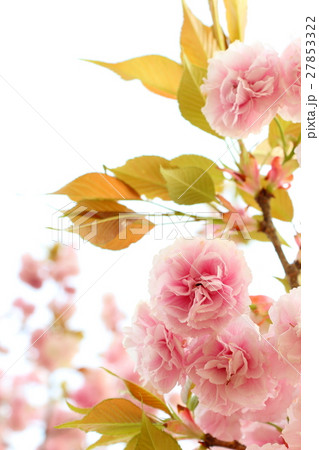 八重桜（花笠） 27853322