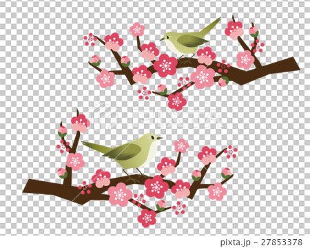 夜鶯 夜鶯 27853378