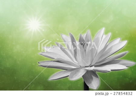 Lotus on spring background Lotus on spring background 27854832