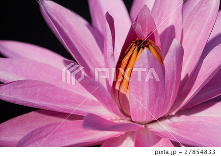 Close up of lotus Close up of lotus 27854833