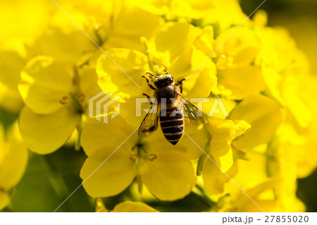 菜の花と蜂 菜の花と蜂 27855020