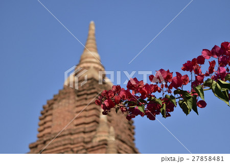 古都に咲く花 27858481