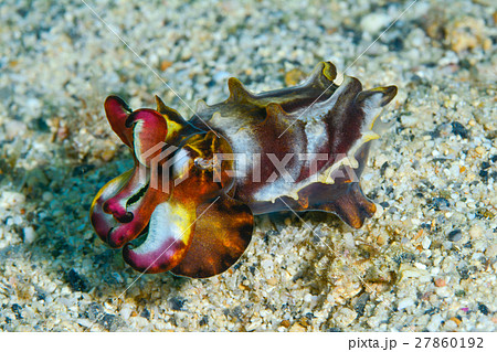 ハナイカ 27860192