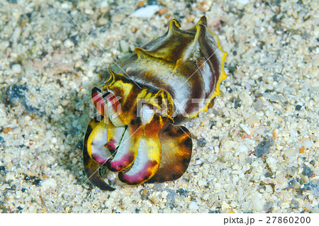 ハナイカ 27860200