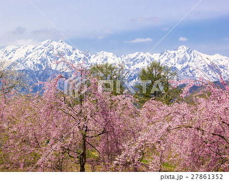 桜と残雪の北アルプス 桜と残雪の北アルプス 27861352