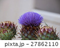 アーティチョーク 27862110