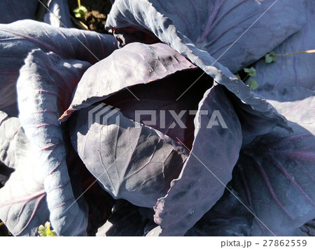 紫キャベツ畑 27862559