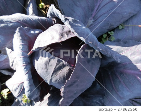 紫キャベツ畑 27862560