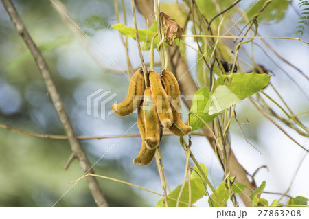 Mucuna pruriens Nettles on tree 27863208