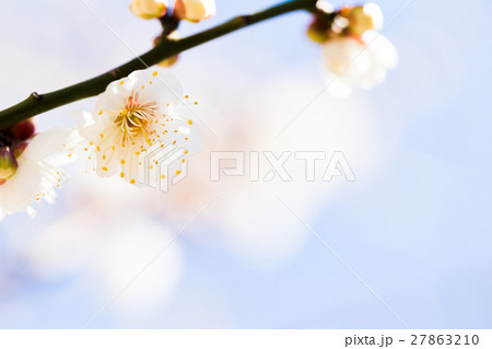 梅の花 梅の花 27863210