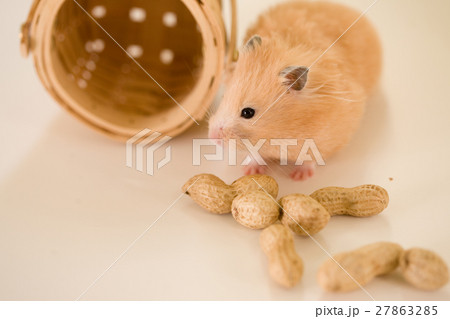 ハムスター 27863285