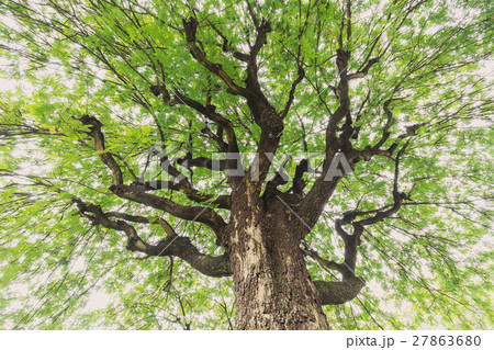 Under big green tamarind tree Under big green tamarind tree 27863680