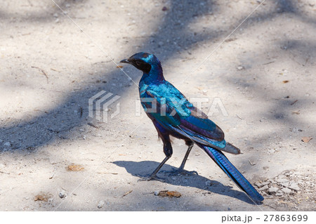 bird Cape starling, Okavango, Botswana Africa 27863699