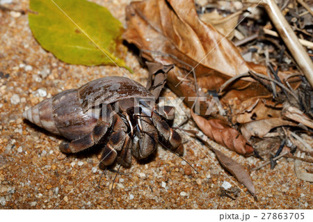 hermit crab with snail shell Madagascar hermit crab with snail shell Madagascar 27863705
