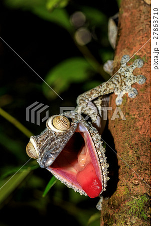 Leaf Tail Gecko Uroplatus Fimbriatus Madagascarの写真素材