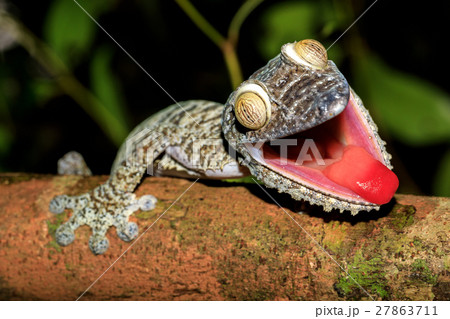 Leaf Tail Gecko Uroplatus Fimbriatus Madagascarの写真素材