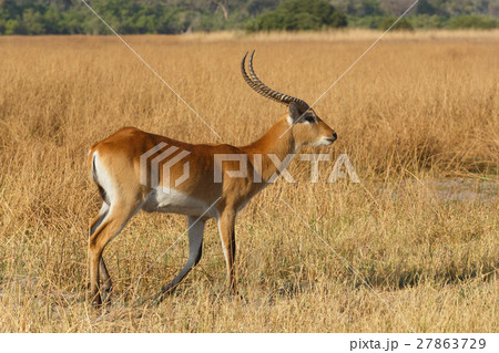 southern lechwe in Okavango, Botswana, Africa 27863729